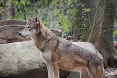 Red Wolf Background | Wildlife Portrait Photo | High‑Res -001