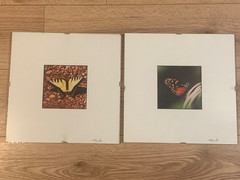 Steven Lax Signed Butterfly Prints Eastern Tiger Swallowtail & Red Postman