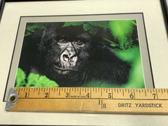 Thomas Mangelsen 8X10 «Gentle Giant The Silverback» Image of Nature P155