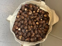 HAND PICKED ACORNS NO BROKEN ONES BRAND NEW 