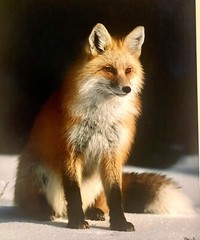 SIGNED 11×14 MATTED RED FOX ON THE SNOW WILDLIFE PHOTO