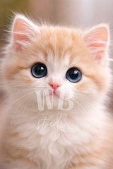 Photo Digital Product Wallpaper Image Picture Background for a print. Kitten-1.