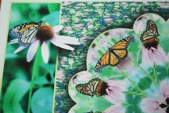 Monarch Collection Butterfly Collage Photo signed & numbered Print 9 1/2″x13″