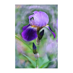 Blooming Iris – Caprice 12″ x 16″ Fine Art Print Floral Garden Watercolor Look
