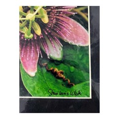 Passion Flower Photography Print – Signed Staci Lewis White