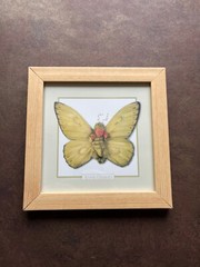 Anne Geddes Framed Photo Alexander As A Butterfly 7×7