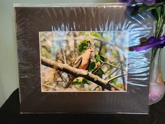 Matted Photography Mourning Dove Close Up, 8×10