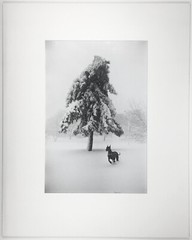 Garry WINOGRAND: Dog in Snow, New York City, 1968 / Ptd 1978 / GWHK-15 / SIGNED