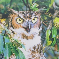 Framed Great Horned Owl Photograph By Anthony Hathaway Print #11-3 14×11