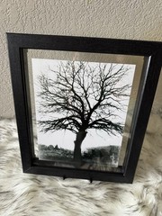 Beautifully captured black & white tree at a park in El Paso Texas