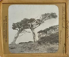 Gilbert? Hassell / Northern California Magic Lanterns Agricultural Big Trees