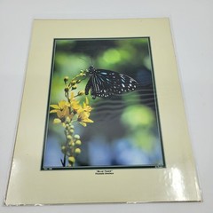 PHOTOGRAPHY Art Prints Lot 3 Vintage Butterfly Flowers Nature Photos – HW021