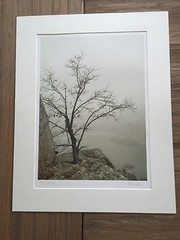 BRUCE BLUM SIGNED SEPIA Photo Print (19″X 24 «)-«Tree on Ledge»