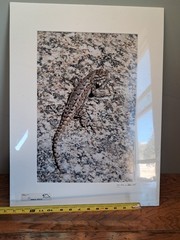 Mike Wells Lizard On Rock “Colorado Prairie” Signed Art Picture Photo