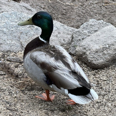 Mallard duck Bird Wildlife Photography Color Portrait Photograph Animals Nature