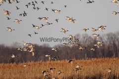 Pintails Photo, Pick One Image – Various Sizes