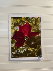Garden Rose # 2 – landscape photograph 8.5×11