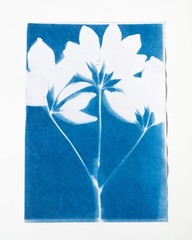 Botanical Cyanotype Print | Handmade Blue Sun Print | Fine Art Photography 20×30