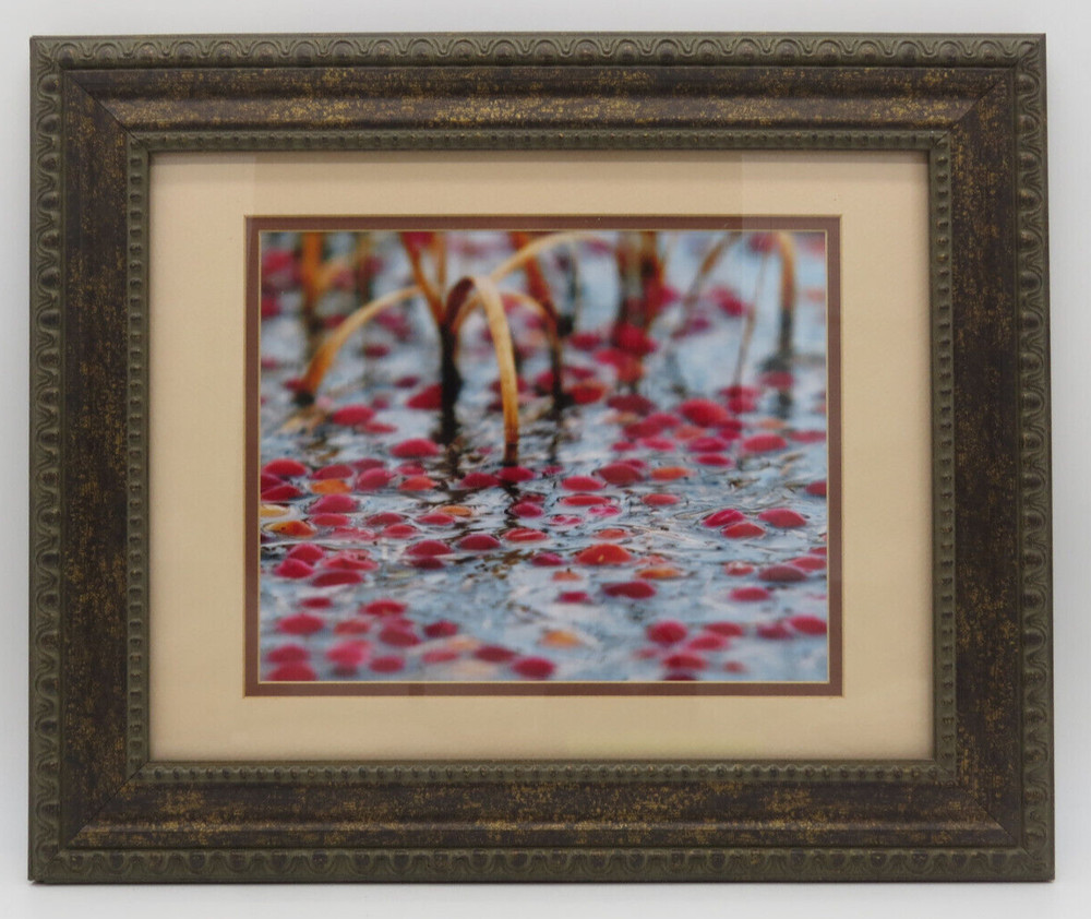 Cranberry Bog Picture Framed and Matted