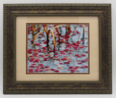Cranberry Bog Picture Framed and Matted