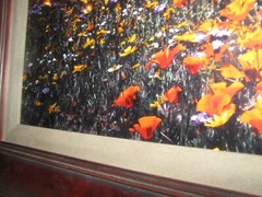 Thomas Mangelsen «Tapis Magique» Original Photograph 22″x68″ 736/2500 Flowers