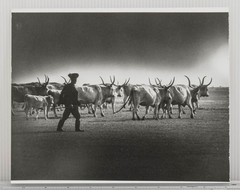 Hungarian Pastoral Herdsman Cattle Black & White Art Photograph Rural Life