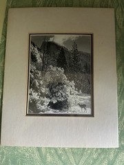 VTG Ansel Adams Authorized Reproduction 1980 Half Dome, Trees, Deer 8×10 NOS
