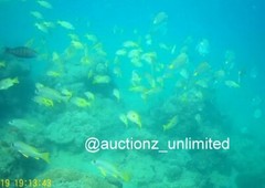Digital Image Picture Photo Pic Andaman India underwater coral life scuba AND075
