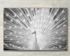 White Peacock, Wildlife, Nature Art – Fine Art Photo on Metal, Canvas or Paper