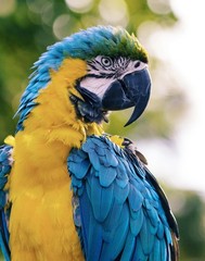 Colorful Blue and Yellow Macaw Parrot 11×14 Photograph Print 11″x14″
