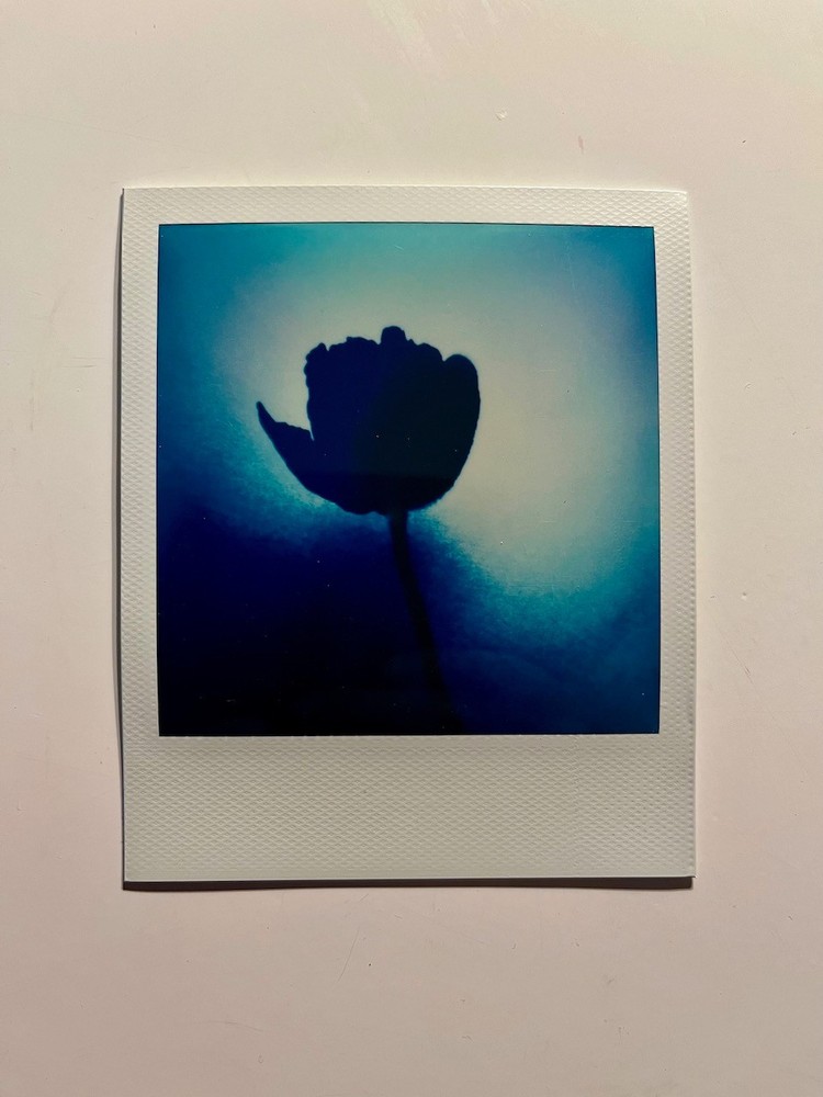 1 x Polaroid, Tulip, Flowers, Photo, Photography, Instant Photo, Art, Art, SX 70