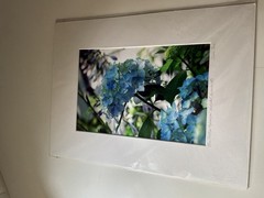 Diane Dre Signed Matted Color Landscape Photograph «Blue Feather Hydrangea»