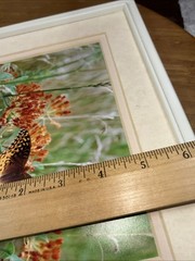 Lot of 3 Photo Monarch Butterfly 5×7 Art Photography Matted Plastic Framed 10×8”