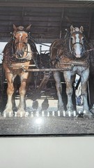 Amish Horses in Indiana PHOTO HANGING PLAQUE WALL DECOR-by David Arment-12″X 12″