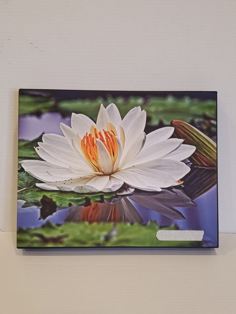 Waterlily Reflections Canvas Original Prints 11X14