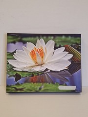 Waterlily Reflections Canvas Original Prints 11X14