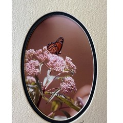 Barry Gamow signed Wild Flowers & Butterfly Nature Photography Art 5″ x 7″ Mated