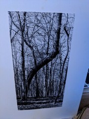 FOREST TREE NATURE LARGE ORIGINAL ART PHOTO B&W STETTNER VTG MATTE NJ CAMERA