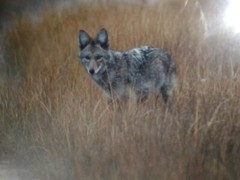 «Misty Morning Creek – Coyote» by Thomas Mangelsen – Limited Edition of 950