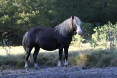 Chincoteague Pony Photo -Stallion Riptide- Pick One Image -Various Sizes