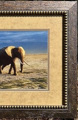 Thomas D. Mangelsen’s “The Long Journey” Limited Edition Signed Photo #293/1200