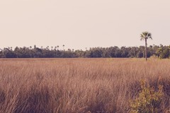 Crystal River, Trees Photography Digital Image Picture Wallpaper Background