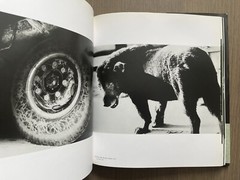 🎈RARE! +Bonus! Daido Moriyama: Stray Dog, 1999, SF Museum Of Modern Art