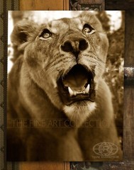 «Spirit of The Lioness» Female Lion – FINE ART Print by Troy Robertson