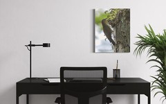 16 x 20 acrylic print of a Northern Flicker feeding her two babies