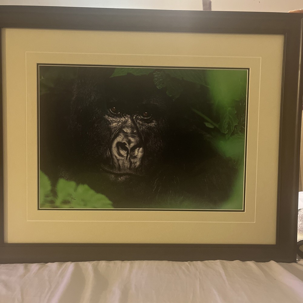 Thomas Mangelsen «Gentle Giant The Silverback» Gorilla Photograph 20″x30″ /2500