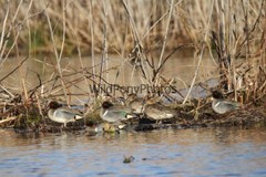 Green Winged Teal Photo, Pick One Image – Various Sizes