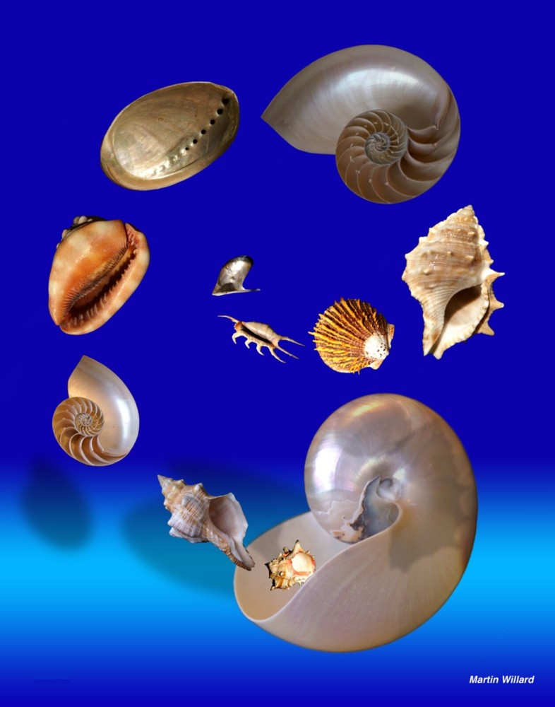 Beautiful nautical composite sea shells.