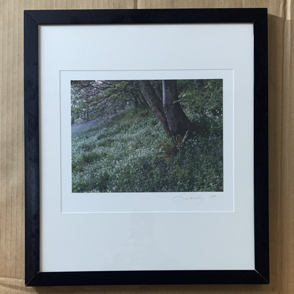 Vintage Signed Framed Steve Solinsky Landscape Photo, Tree Flowers Nature, 1997
