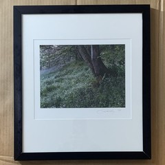 Vintage Signed Framed Steve Solinsky Landscape Photo, Tree Flowers Nature, 1997